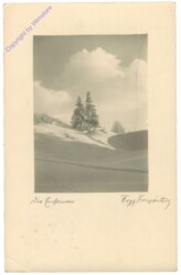 ak209197 Verschneite Bäume