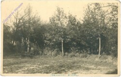 ak209224 Waldrand