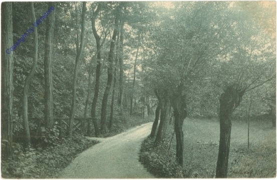 Waldweg
