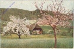 ak209300 Obstblüte
