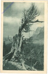 Alter Baum