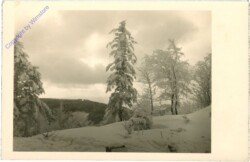 ak209327 Verschneite Bäume