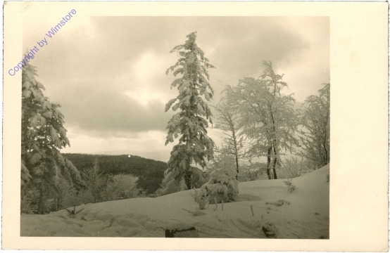 ak209327 Verschneite Bäume