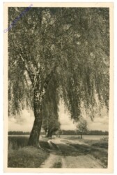 ak209450 Feldweg