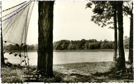 Traismauer, Donau-Motiv