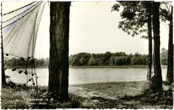 Traismauer, Donau-Motiv