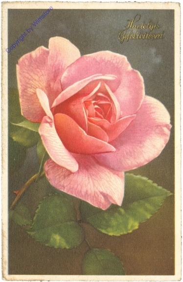 Rose