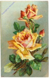 Rosen