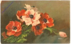 ak209926 Anemonen