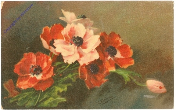 ak209926 Anemonen