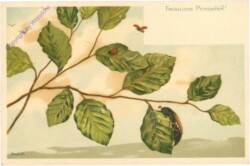 ak209951 Marien- und Maikäfer