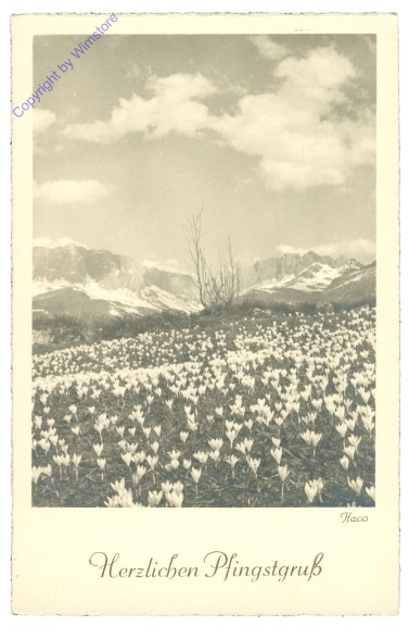 ak209954 Wiese mit Krokussen