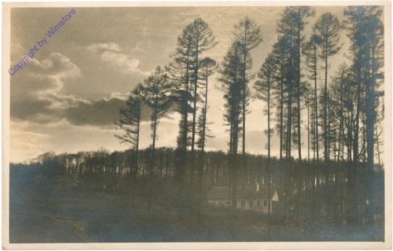 ak210385 Hohe Bäume