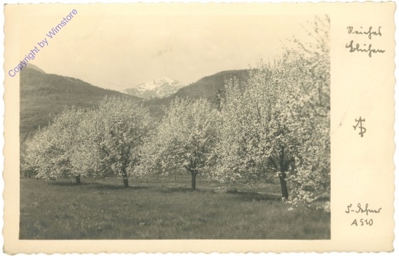 ak210470 Obstbaumblüte