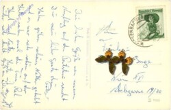 Altenmarkt a.d. Triesting, Peilstein, Hahnenkamm mit Zinne