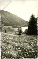 Lunzersee, Narzissenflor