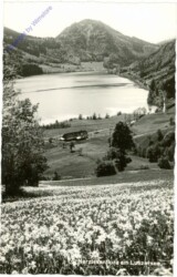 Lunzersee, Narzissenflora