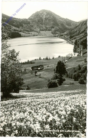 Lunzersee, Narzissenflora