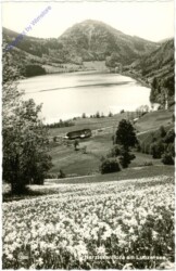 Lunzersee, Narzissenflora