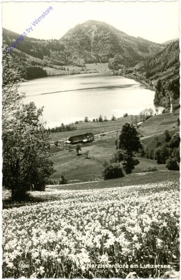 Lunzersee, Narzissenflora