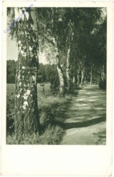 Baumallee
