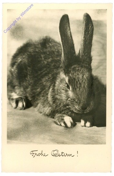 Hase