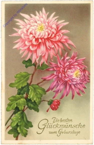 ak212031 Dahlien, Geburtstag