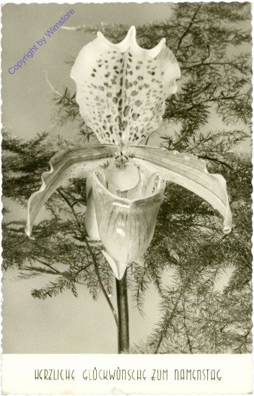 ak212052 Orchidee, Namenstag