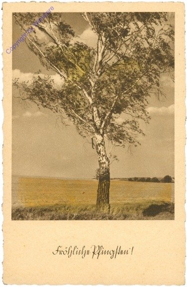 Birke auf den Feldern
