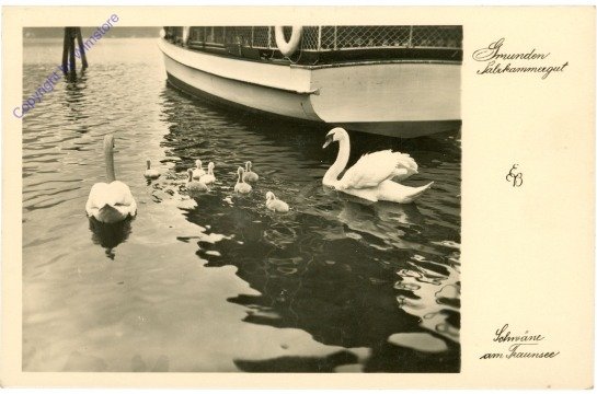 Gmunden, Schwäne am Traunsee