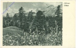 ak212931 Gebirgs-Wiese