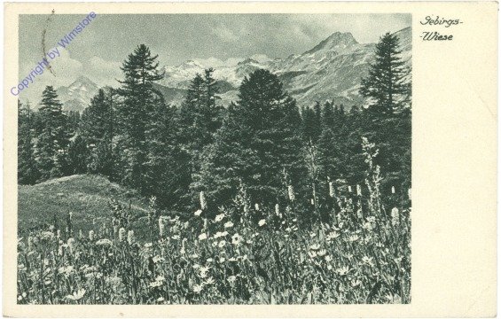 ak212931 Gebirgs-Wiese