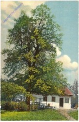 ak212949 Hausbaum