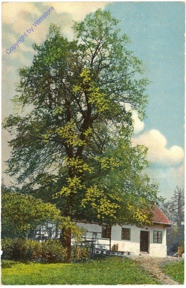 Hausbaum