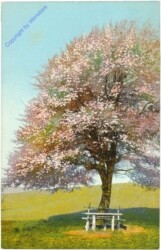Blühender Baum