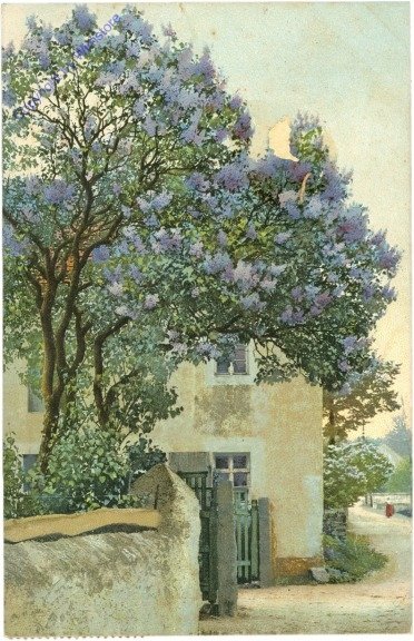 Blühender Hausbaum