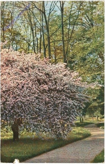 ak212961 Blühender Baum am Wegesrand