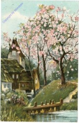 Blühende Bäume bei der Mühle