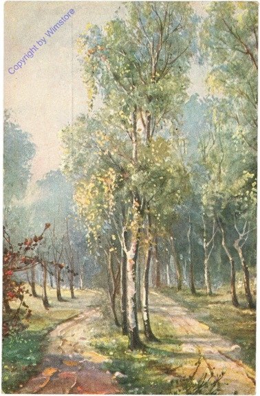 ak212968 Weg durch die Bäume