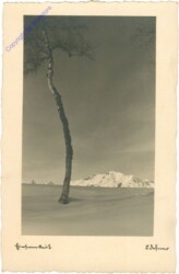 ak212982 Einsamer Baum