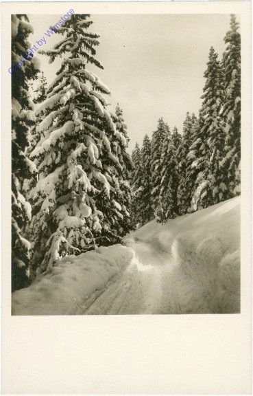 ak212986 Verschneiter Wald