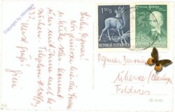 Dachstein, Dachsteinblick von der Schafbergalpe