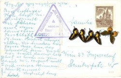 Tauplitz, Tauplitzalm, Pension Wilhelm u. Alpengasthaus Hierzegger mit Lawinenstein