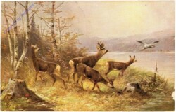 ak214885 Rehe am Ufer