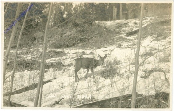 Reh im verschneiten Wald