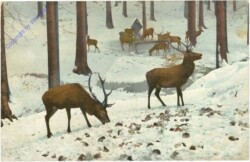 ak214890 Wild im verschneiten Wald