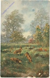 ak214893 Verspielte Hasen