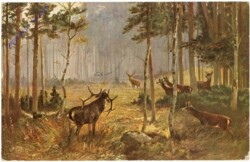 Wild im Wald