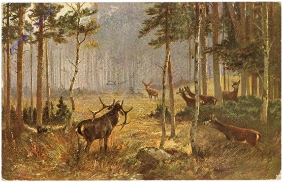 Wild im Wald