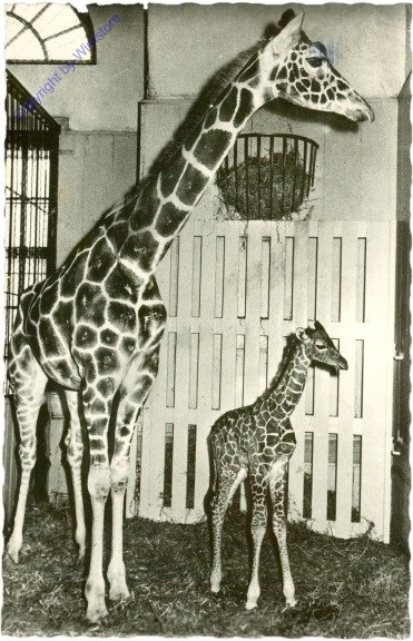 Giraffen